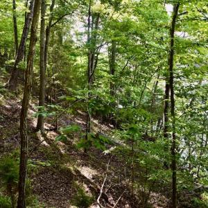 Photo #33 of SOLD property in 0ff Reservior View Dr, Pittsville, VA 5.0 acres