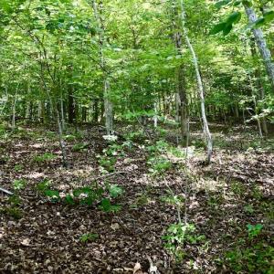 Photo #34 of SOLD property in 0ff Reservior View Dr, Pittsville, VA 5.0 acres