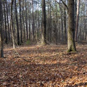 Photo #22 of SOLD property in Off Pageland Hwy, Monroe, NC 0.7 acres