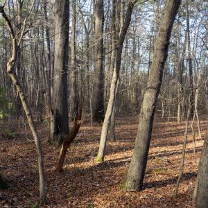 Photo #24 of SOLD property in Off Pageland Hwy, Monroe, NC 0.7 acres