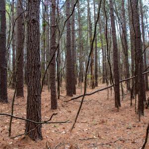 Photo #7 of SOLD property in Off Clinton Rd, Nathalie, VA 21.3 acres